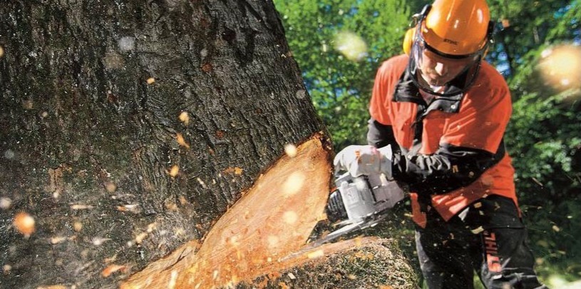 hazardous tree removal