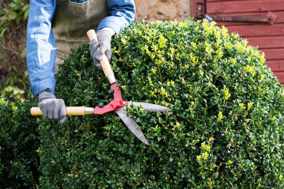 tree trimming