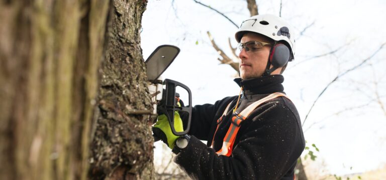 Troy tree services