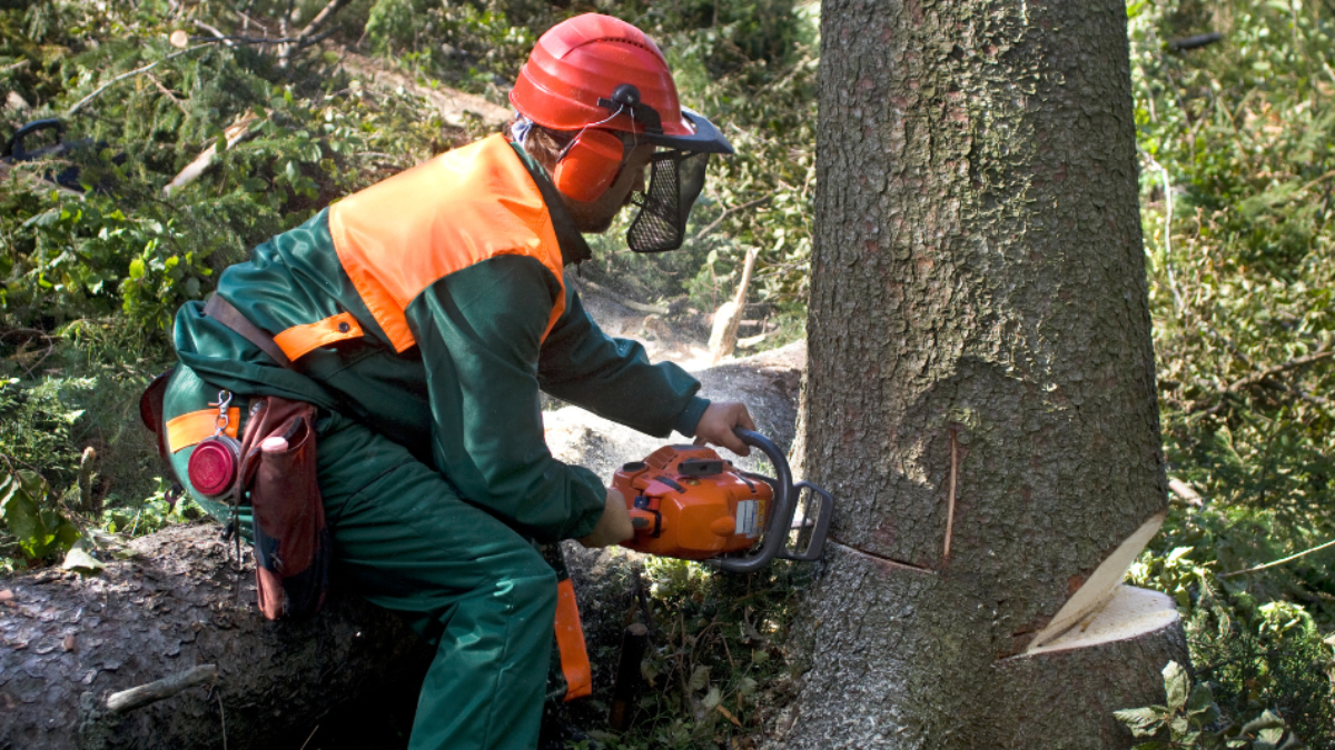 Hazardous tree removal