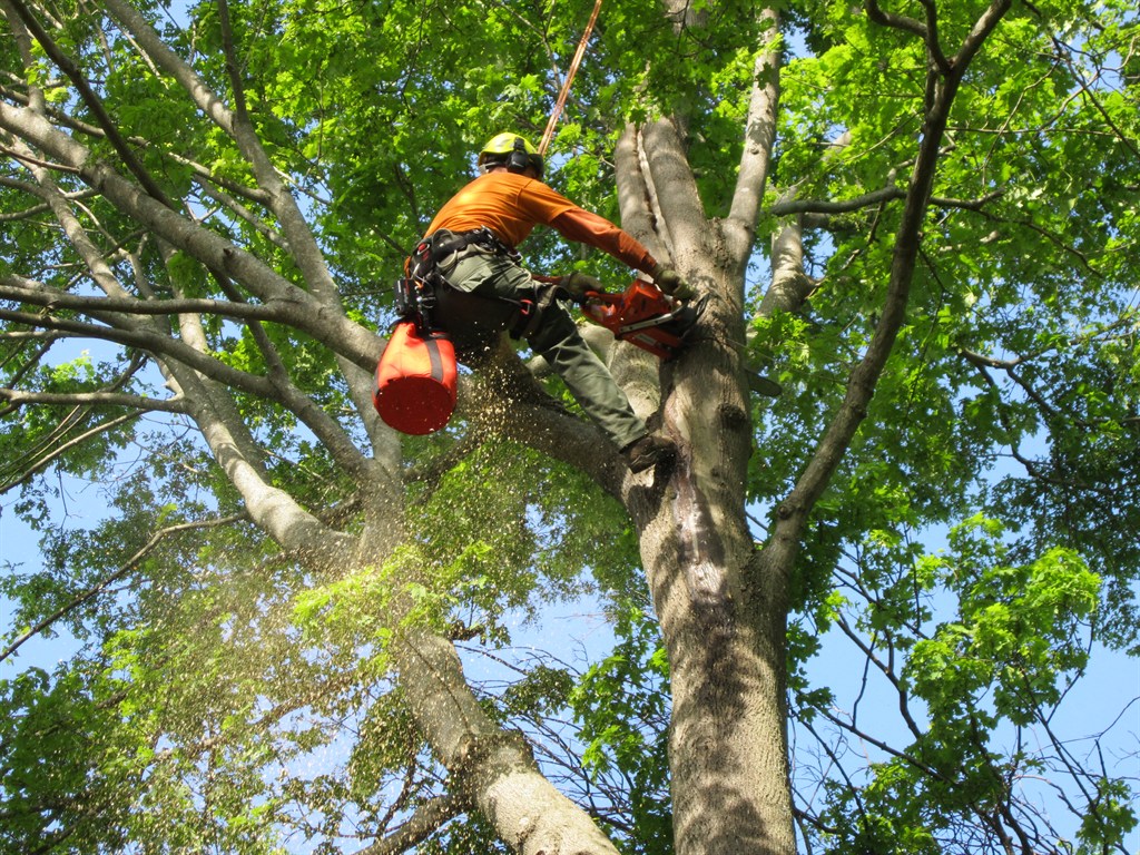 tree services