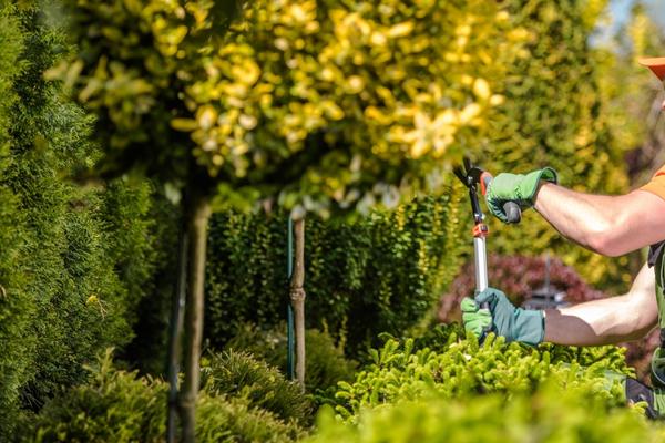 tree trimming