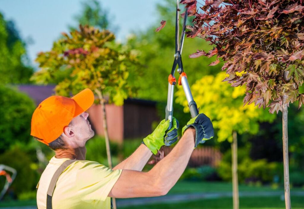 tree pruning services