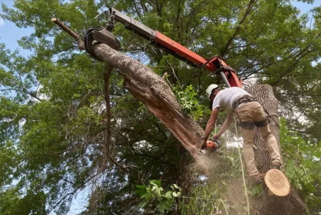 hazardous tree removal