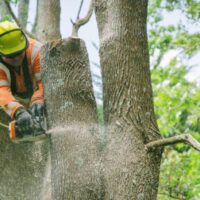 How to Find the Best Tree Services Near Me for Your Property