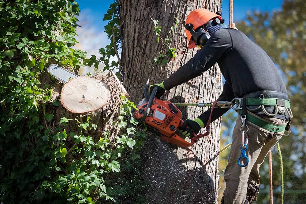 tree services