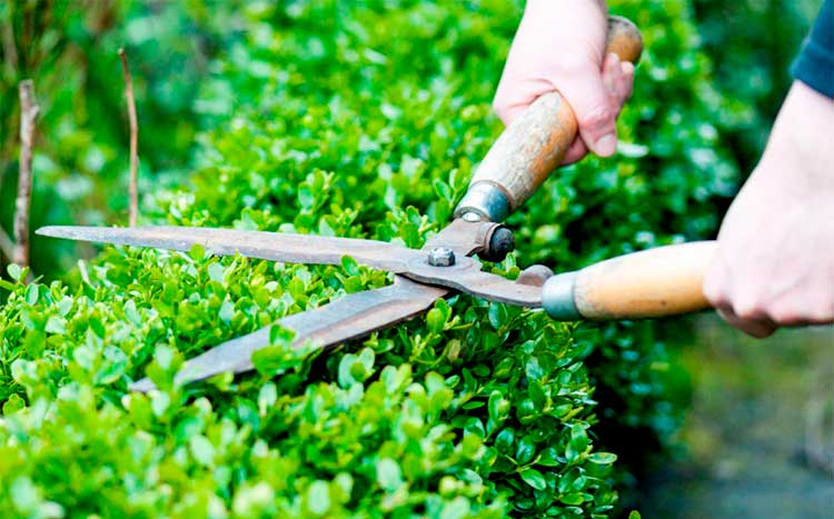 tree trimming