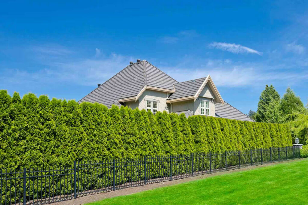 hedges-planted-along-a-fence