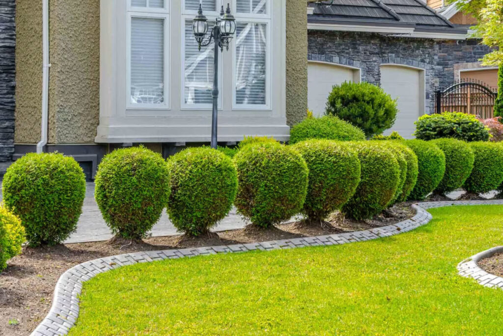 neatly trimmed shrubs and bushes in front yard