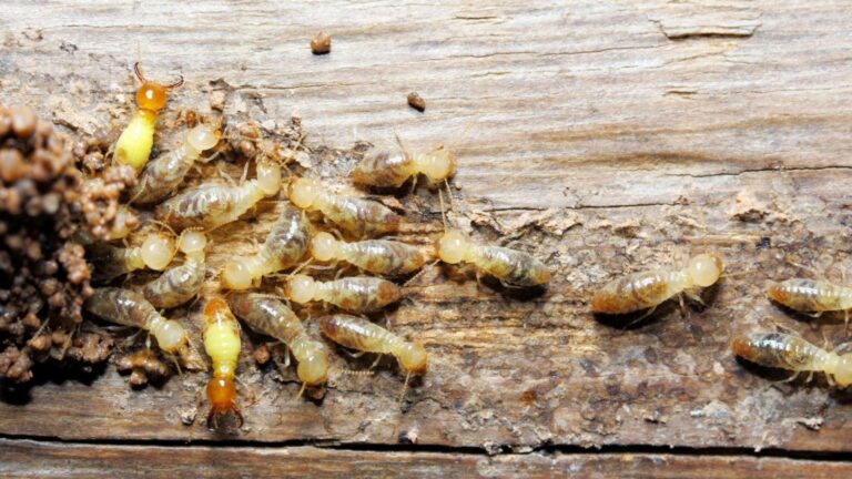 Sydney Termite Control Experts: Protecting Your Home