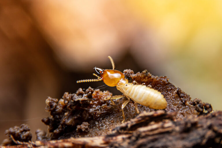 Best Termite Control in Sydney for Long-Term Peace of Mind