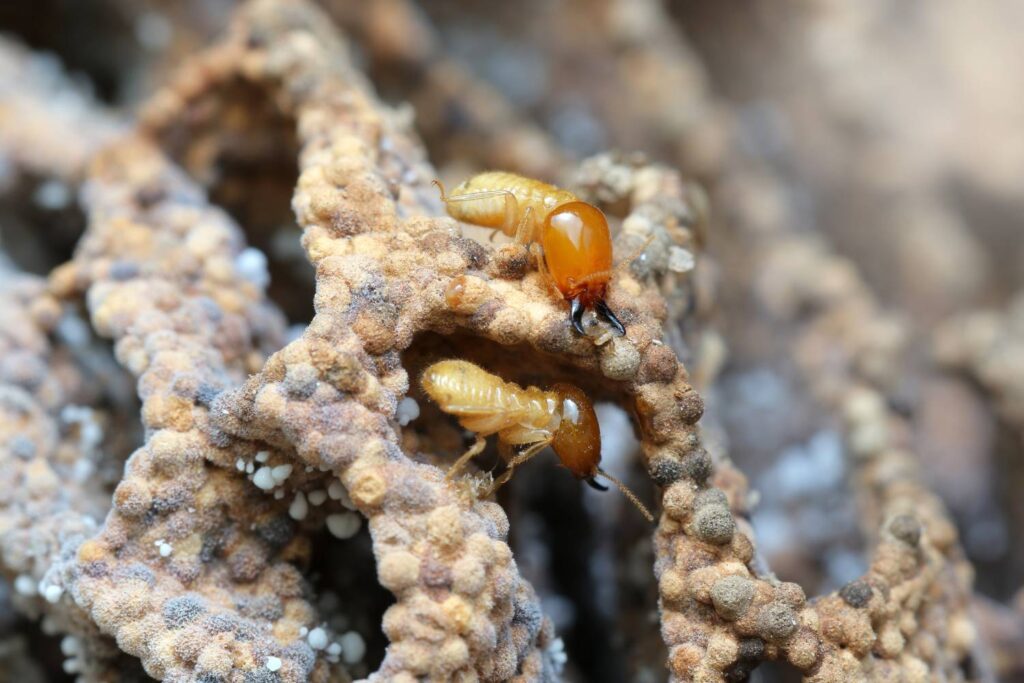 Best Termite Control in Sydney for Long-Term Peace of Mind