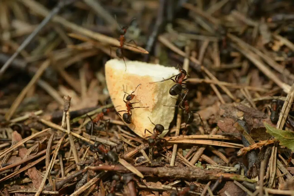 Sydney Termite Control Experts: Protecting Your Home