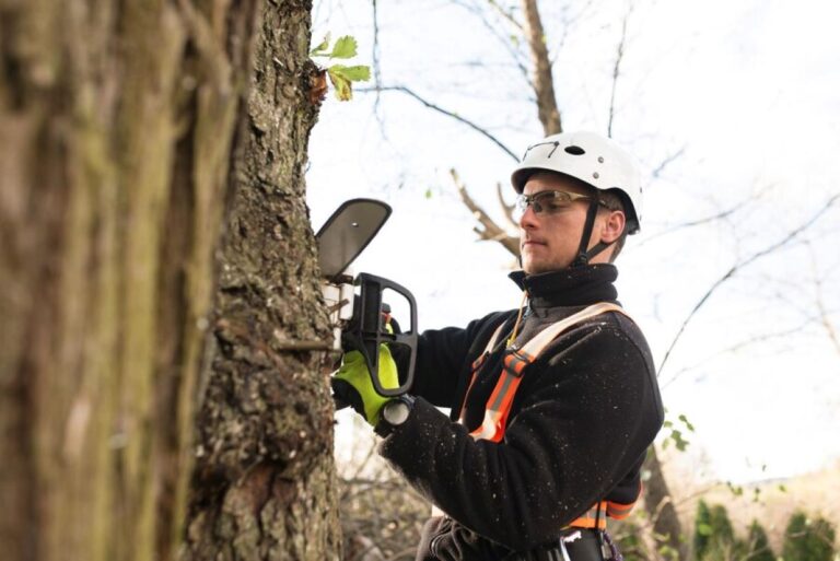 tree services sydney