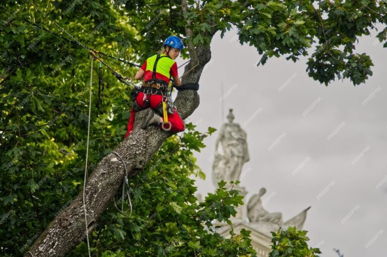 tree removal sydney