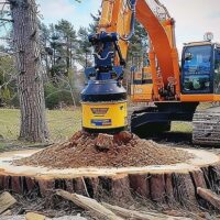 Top Signs It’s Time to Remove a Tree from Your Property