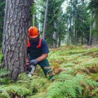 Trusted Tree Removal Providers Serving the Inner West Area