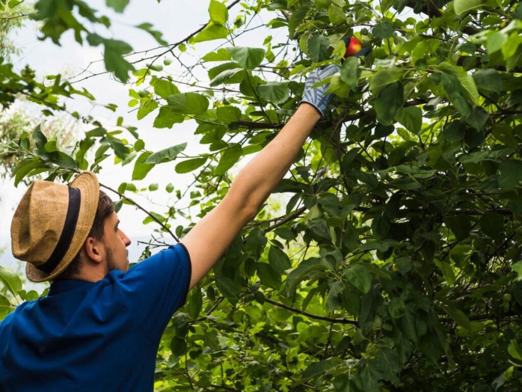 Wahroonga tree services