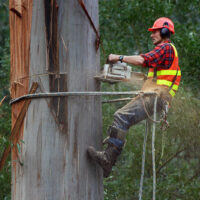 Why Certified Arborists in Sydney Are Worth the Investment