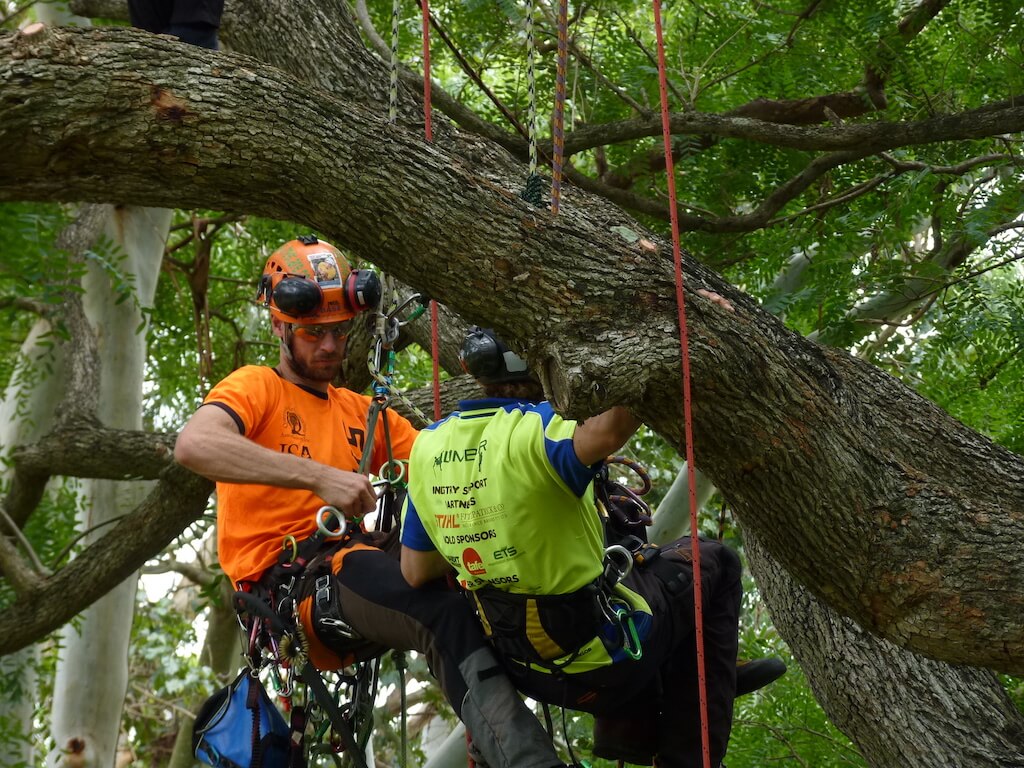 Why Certified Arborists in Sydney Are Worth the Investment