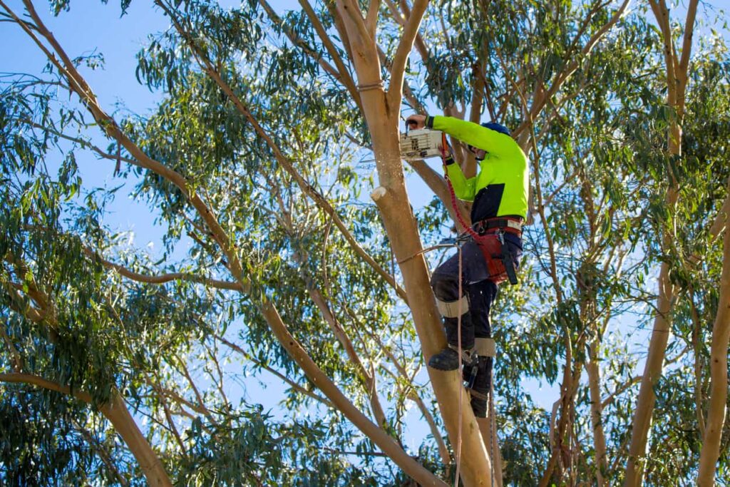 Why Certified Arborists in Sydney Are Worth the Investment
