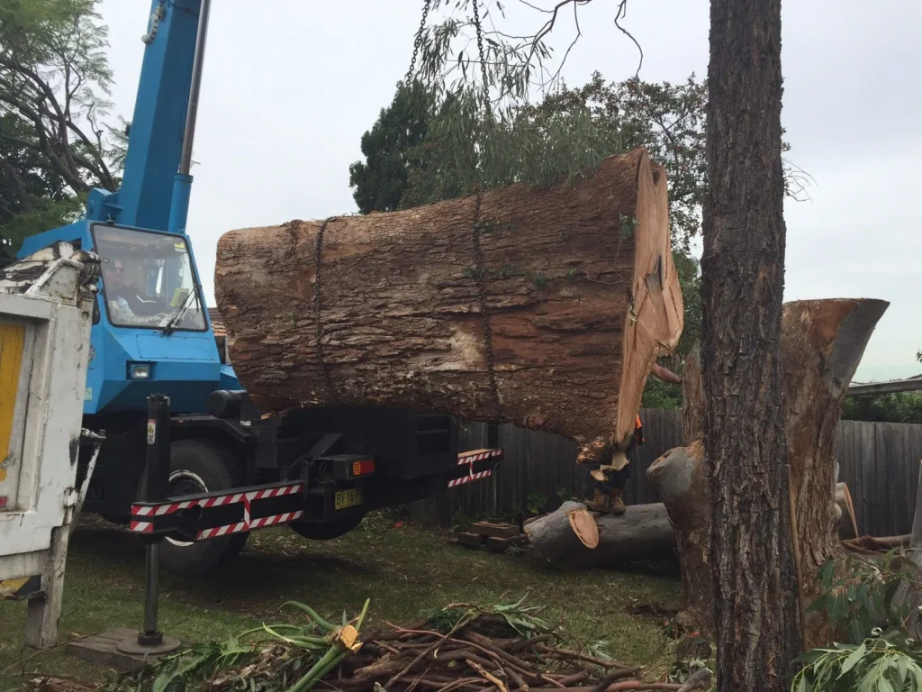 Tree Lopping Sydney: Professional Crown Reduction and Strategic Branch Management

