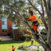 Tree Removal Sydney: Complete Guide to Professional Arborist Services and Safety Standards