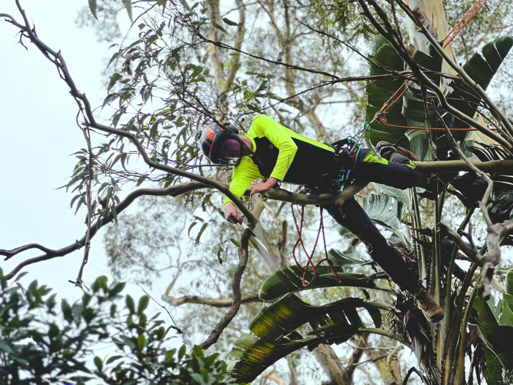 Tree Removal Sydney: Complete Guide to Professional Arborist Services and Safety Standards
