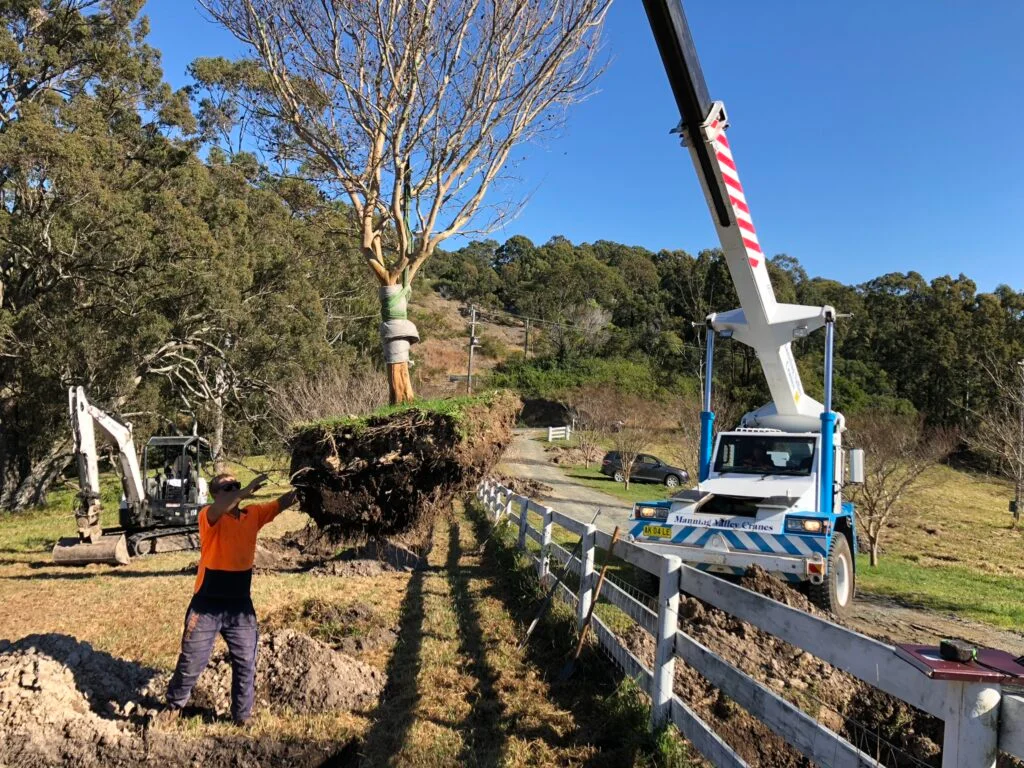 Tree Trimming Sydney: Professional Crown Maintenance and Tree Health Management