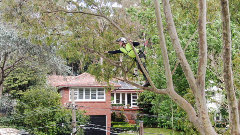 Tree Lopping Sydney: Professional Crown Reduction and Strategic Branch Management