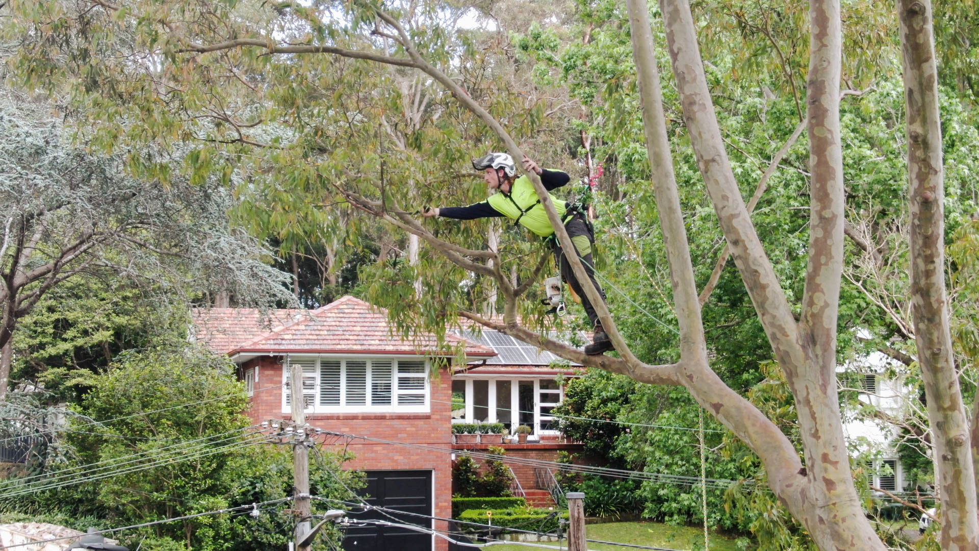 Tree Lopping Sydney: Professional Crown Reduction and Strategic Branch Management