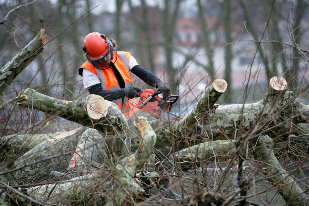 Tree Removal Sydney: Complete Guide to Professional Arborist Services and Safety Standards