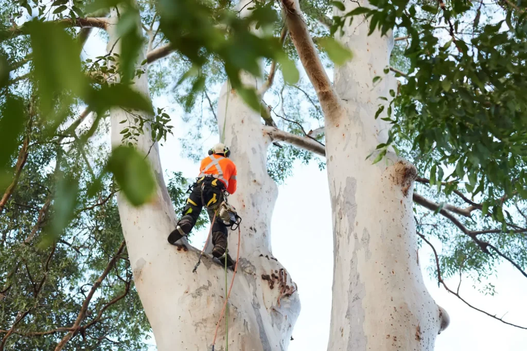 Tree Trimming Sydney: Professional Crown Maintenance and Tree Health Management