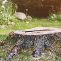 Stump Grinding Cost: Complete Pricing Guide and Budget Planning for Stump Removal