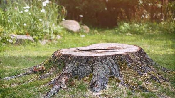 Stump Grinding Cost: Complete Pricing Guide and Budget Planning for Stump Removal