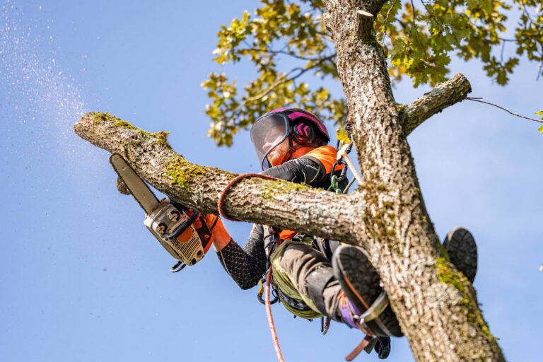Tree Trimming Sydney: Professional Crown Maintenance and Tree Health Management
